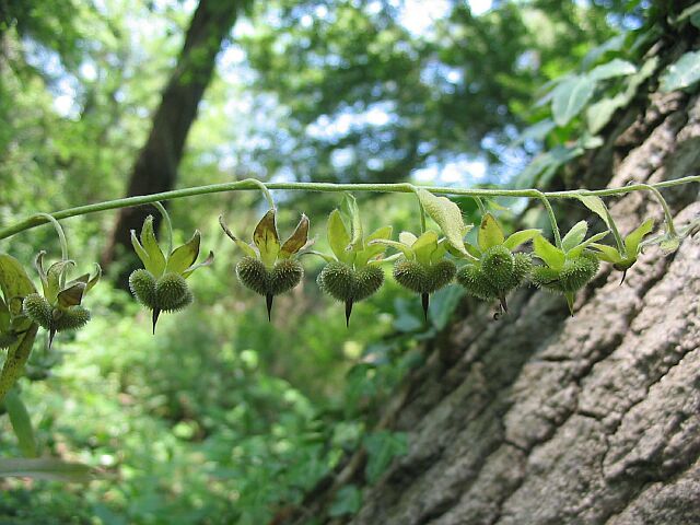 Cynoglossum officinale e Cynoglossum sp.